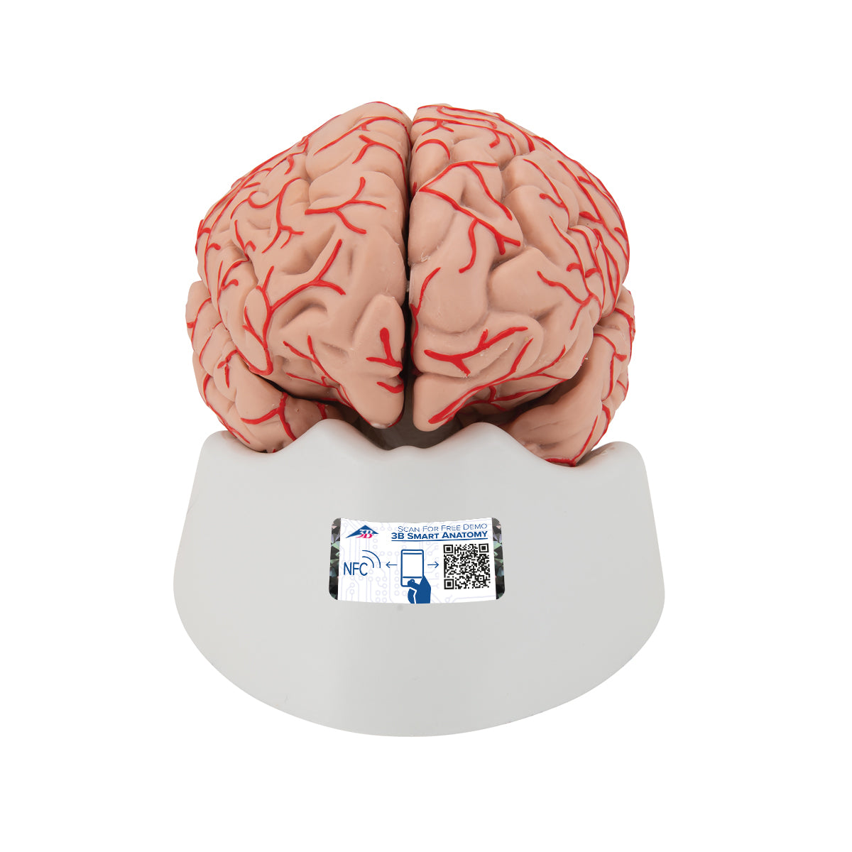 Human Brain Model with Arteries, 9 parts - 3B Scientific C20, view 8