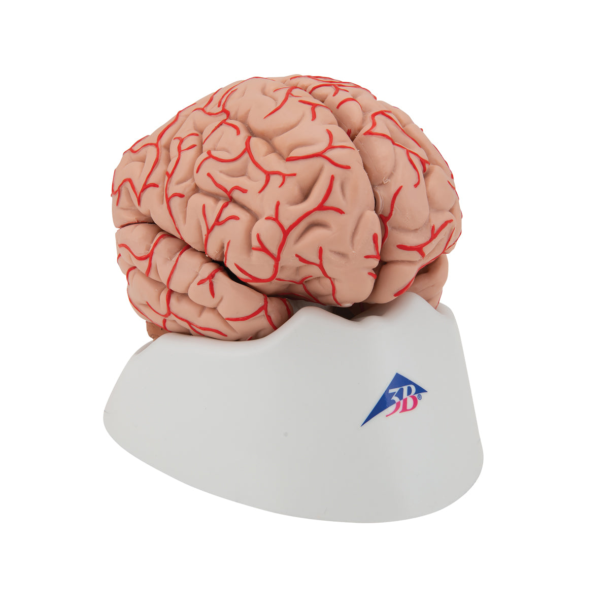 Human Brain Model with Arteries, 9 parts - 3B Scientific C20, view 2