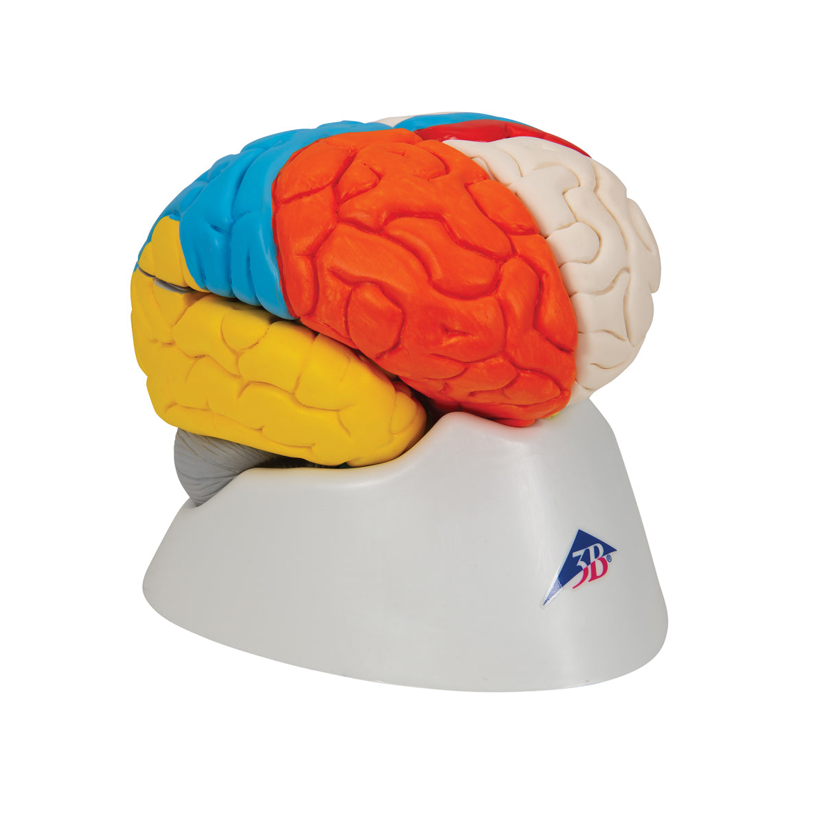 Human Neuro-Anatomical Brain Model, 8 part - 3B Scientific C22, view 2