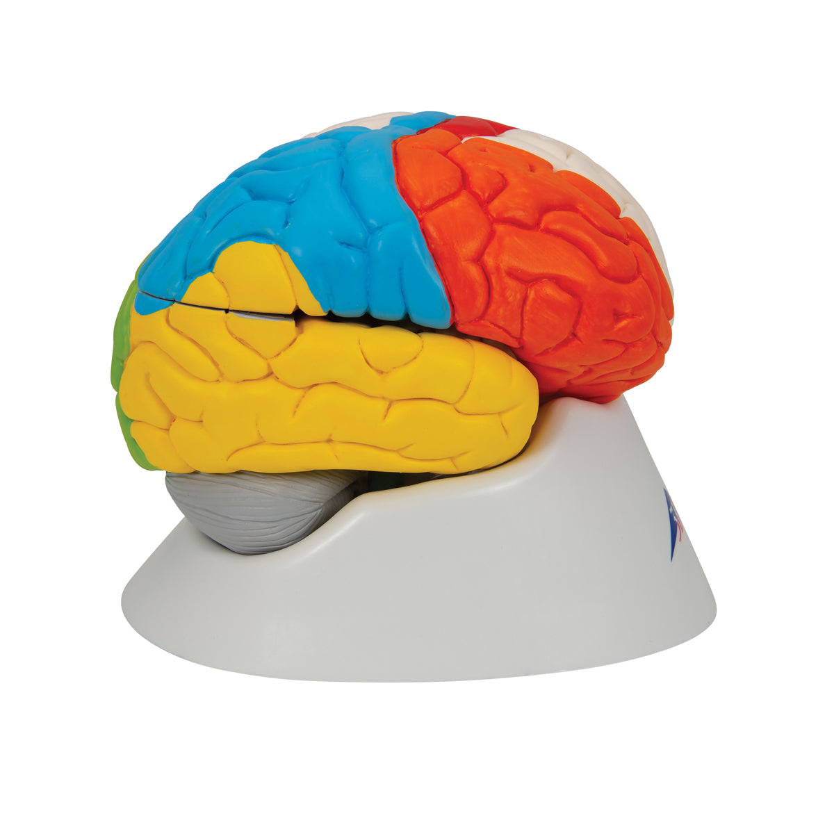Human Neuro-Anatomical Brain Model, 8 part - 3B Scientific C22, view 3