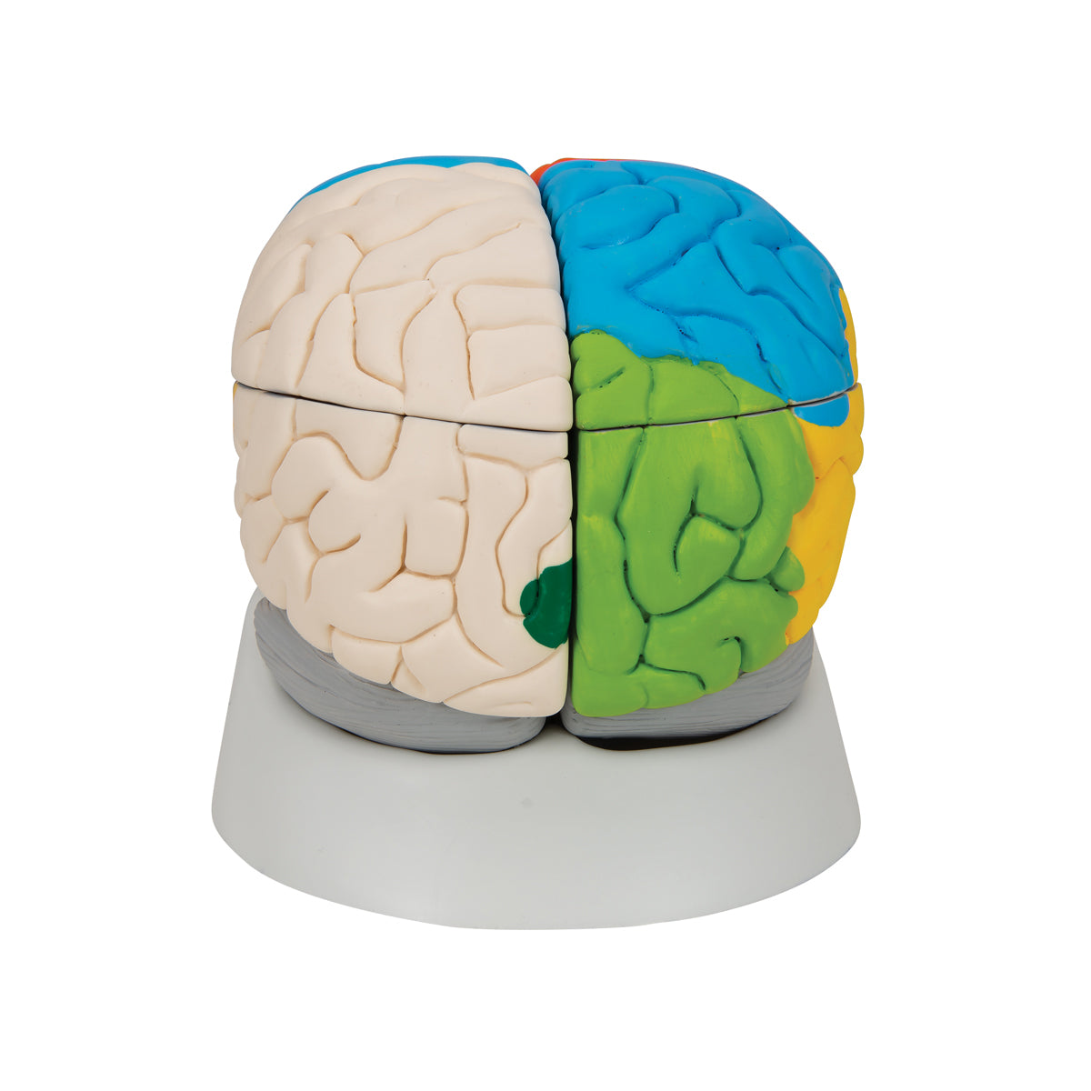 Human Neuro-Anatomical Brain Model, 8 part - 3B Scientific C22, view 4
