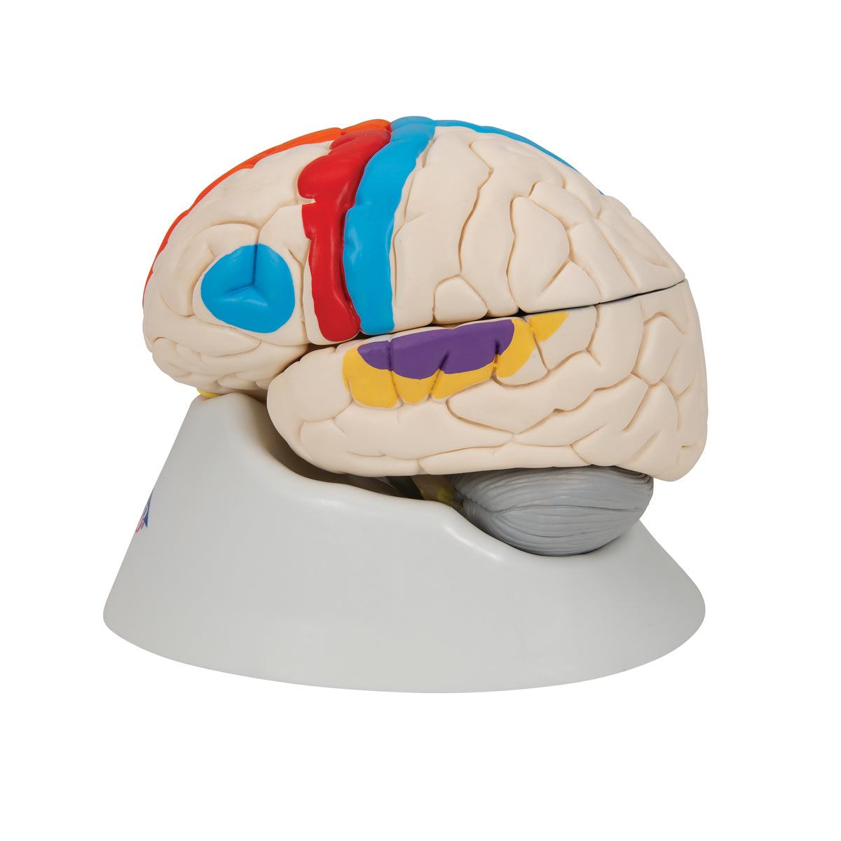 Human Neuro-Anatomical Brain Model, 8 part - 3B Scientific C22, view 5