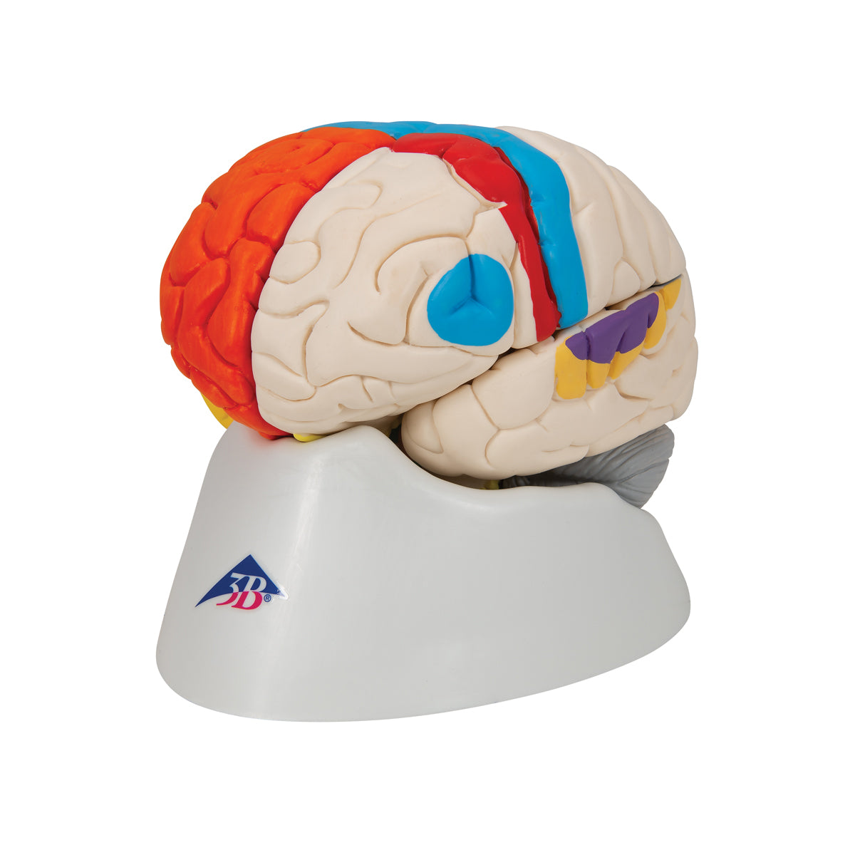 Human Neuro-Anatomical Brain Model, 8 part - 3B Scientific C22, view 6
