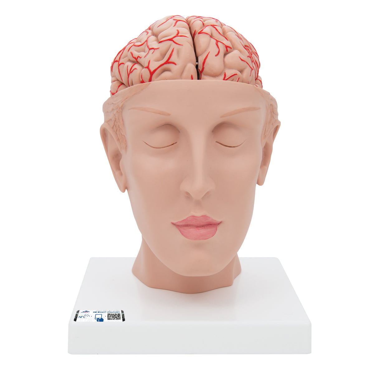 Human Brain Model with Arteries on Base of Head, 8 part - 3B Scientific C25, view 7