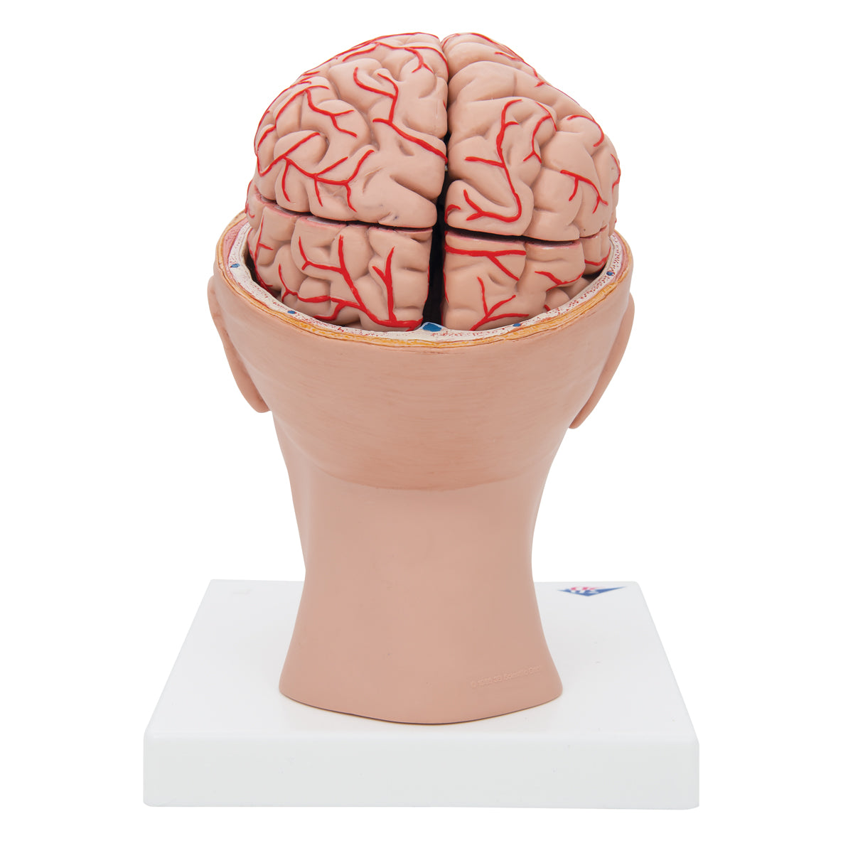 Human Brain Model with Arteries on Base of Head, 8 part - 3B Scientific C25, view 3
