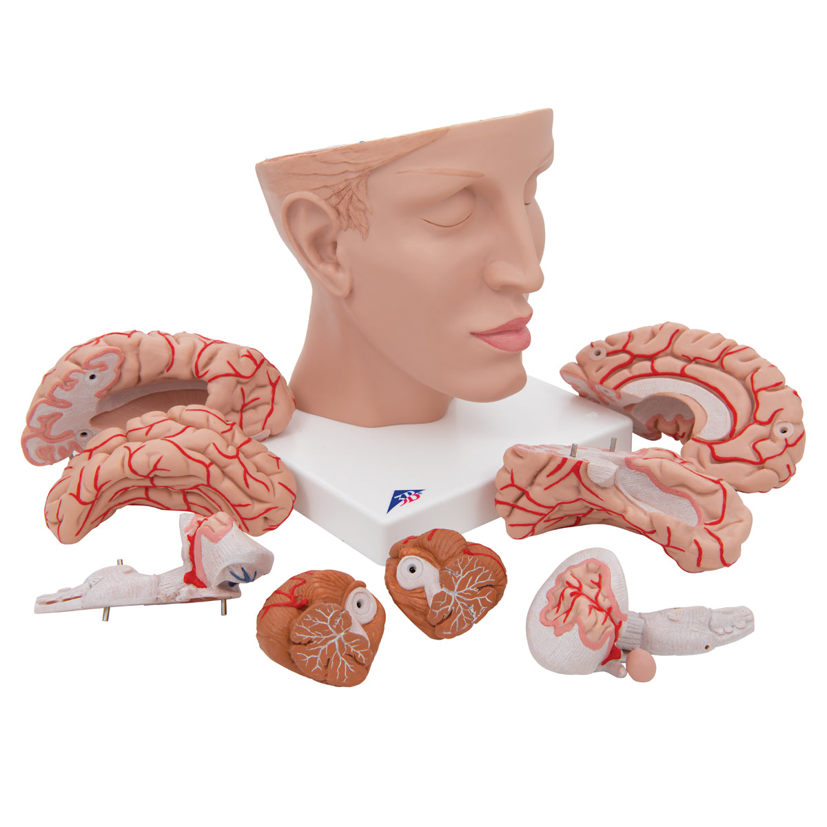Human Brain Model with Arteries on Base of Head, 8 part - 3B Scientific C25, view 6