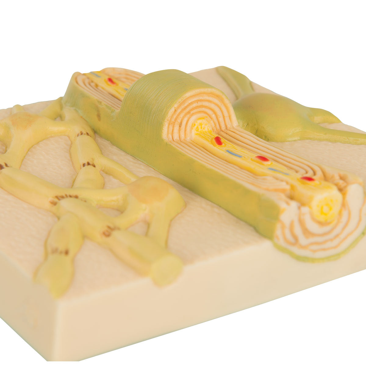 Myelin Sheaths of the CNS