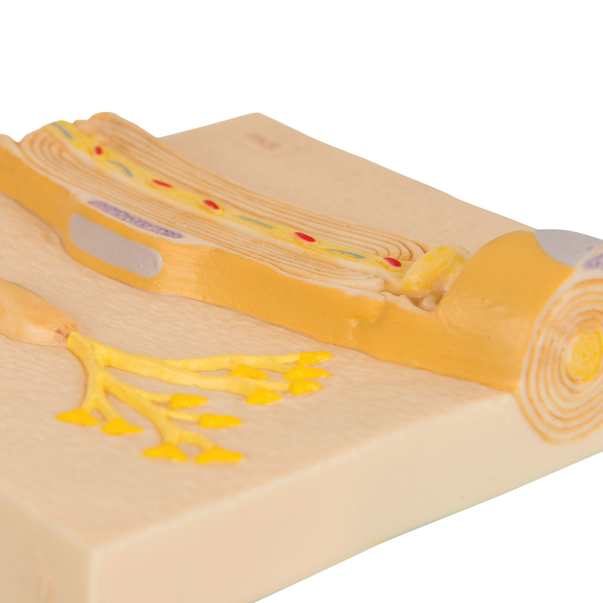 Schwann Cells of the PNS