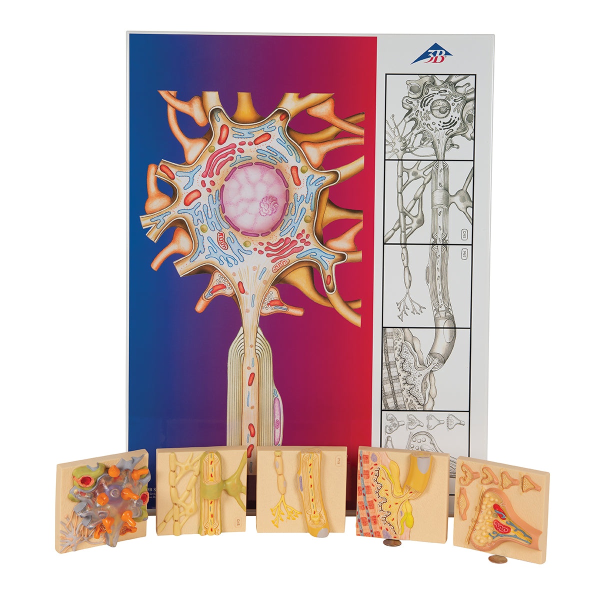 Human Nervous System Model Set "Physiology of Nerves"