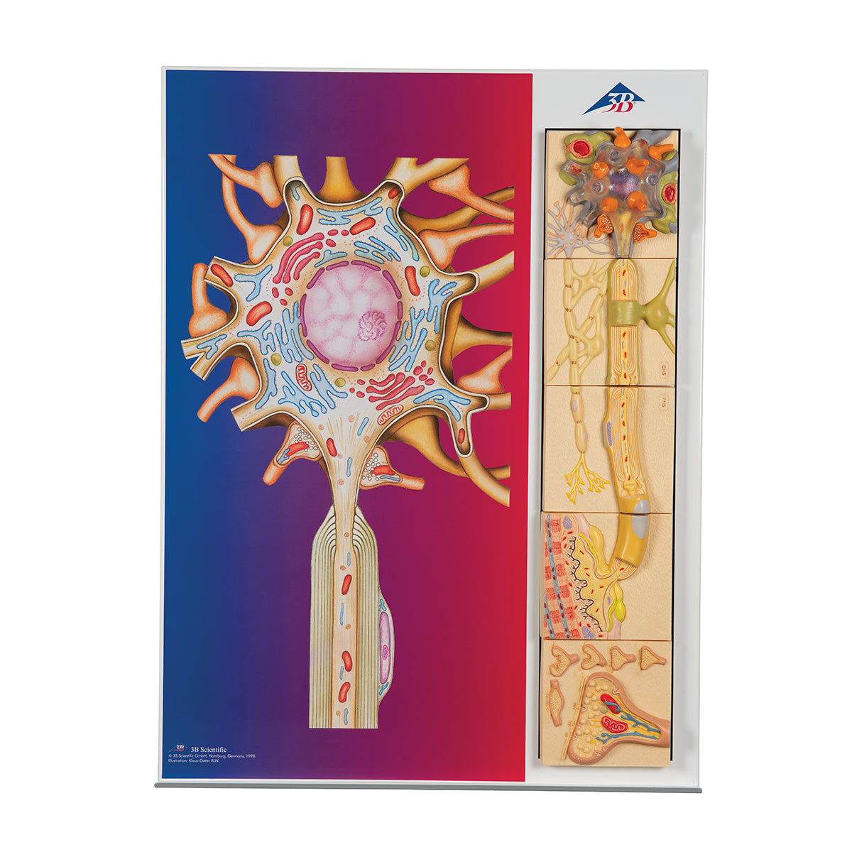 Human Nervous System Model Set "Physiology of Nerves"