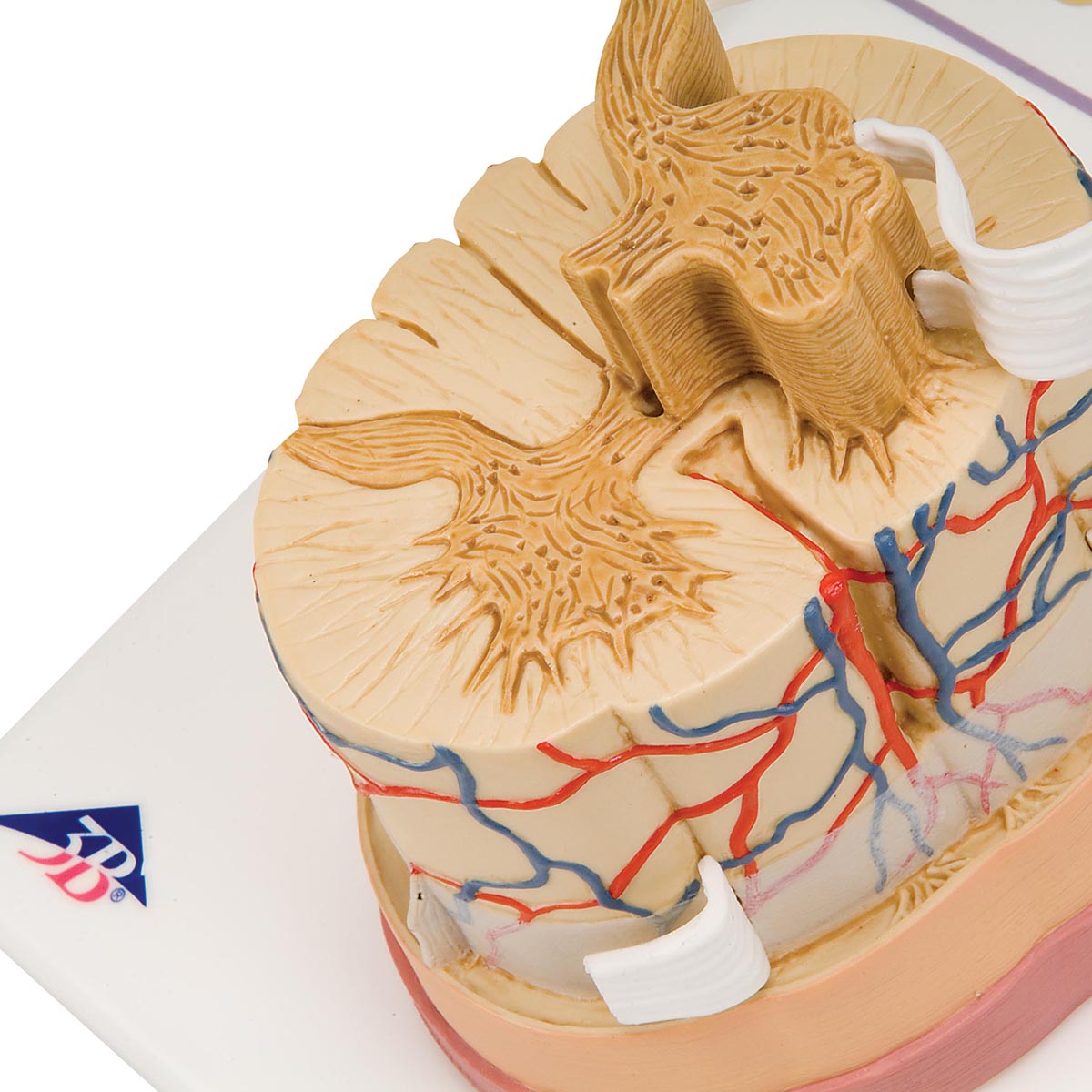 Human Spinal Cord Model, 5 times Life-Size - 3B Scientific C41, view 6