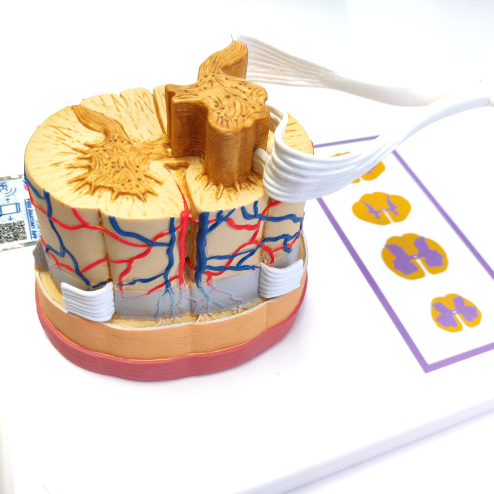 Human Spinal Cord Model, 5 times Life-Size