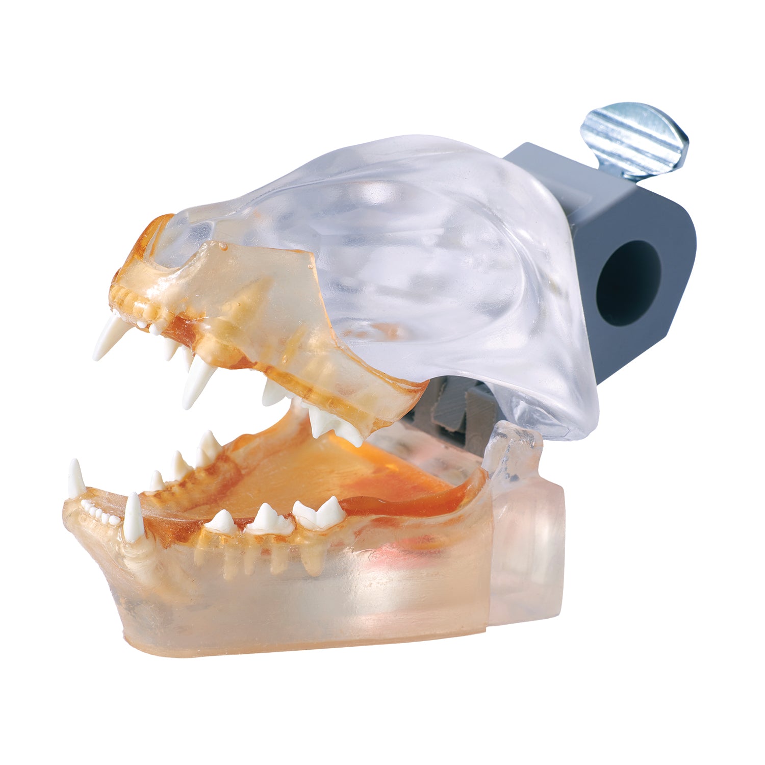 Catus Exemplar X-Ray Typodont
