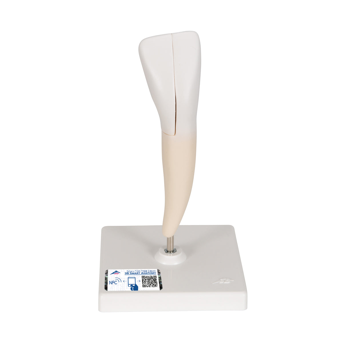 Lower Incisor Human Tooth Model, 2 part