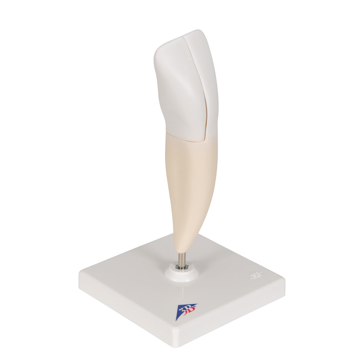 Lower Incisor Human Tooth Model, 2 part