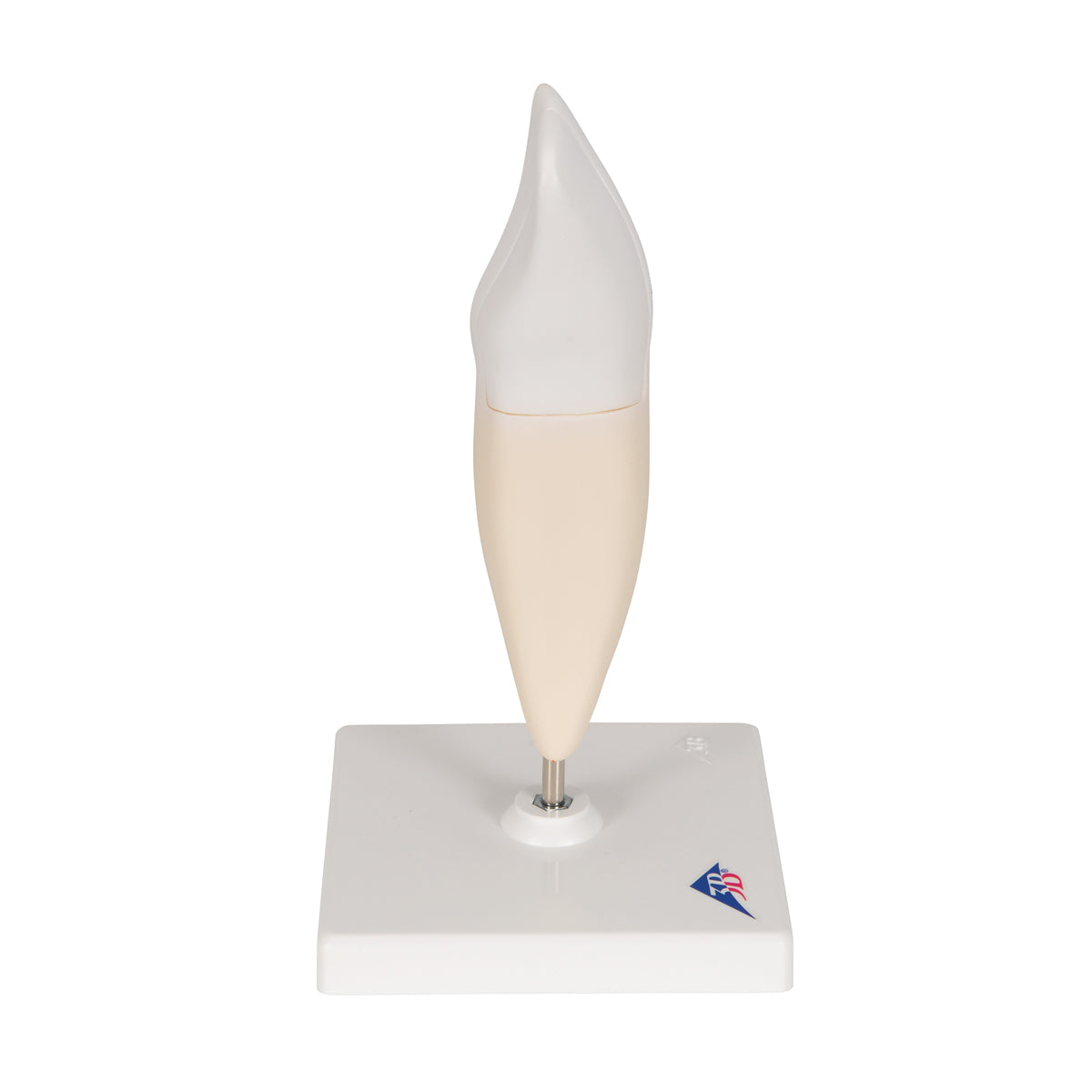 Lower Incisor Human Tooth Model, 2 part