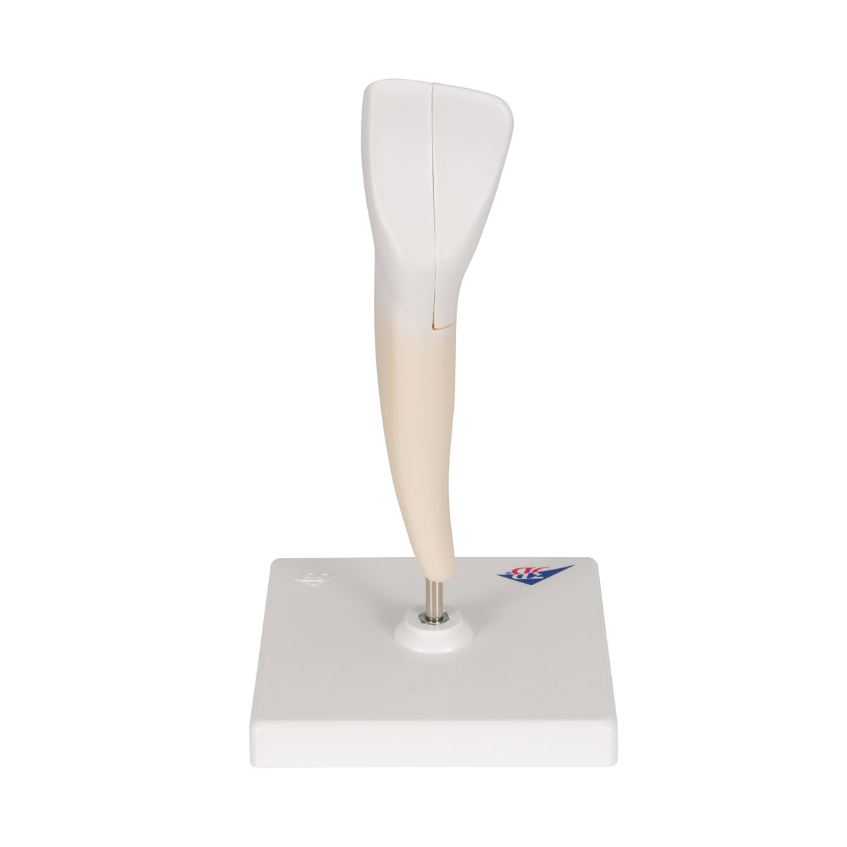 Lower Incisor Human Tooth Model, 2 part