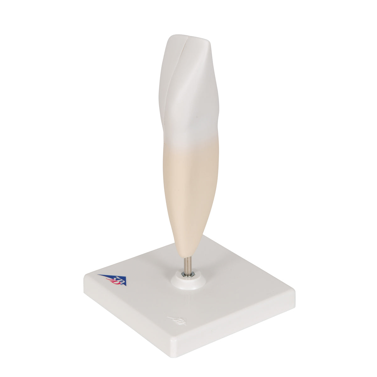 Lower Incisor Human Tooth Model, 2 part