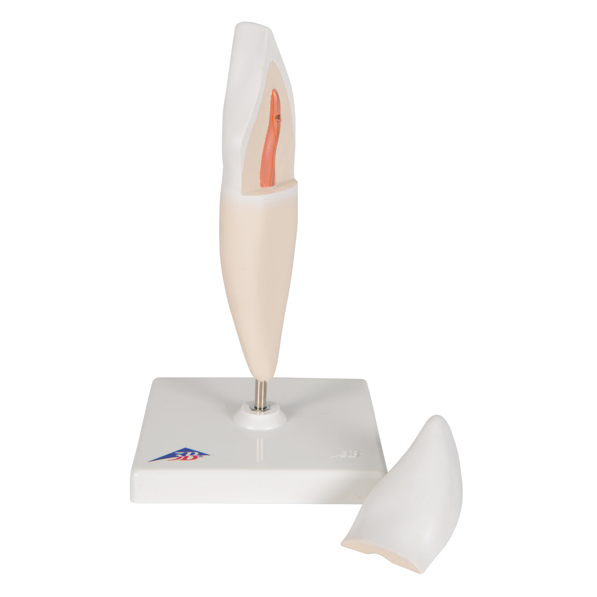 Lower Incisor Human Tooth Model, 2 part