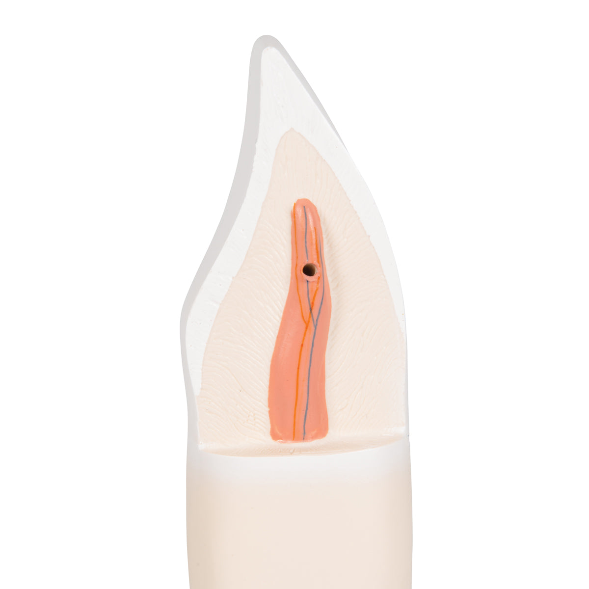 Lower Incisor Human Tooth Model, 2 part