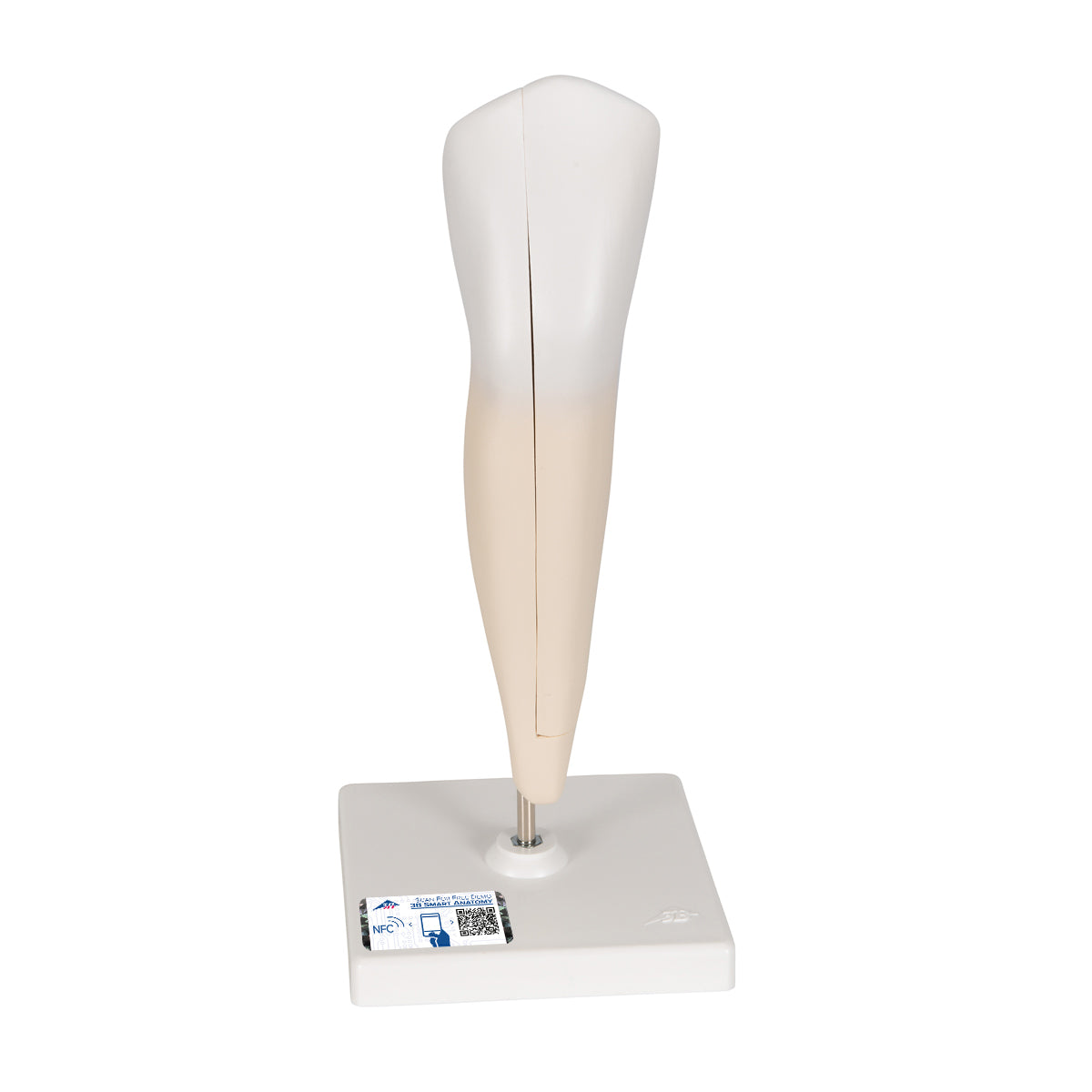 Lower Canine Human Tooth Model, 2 part