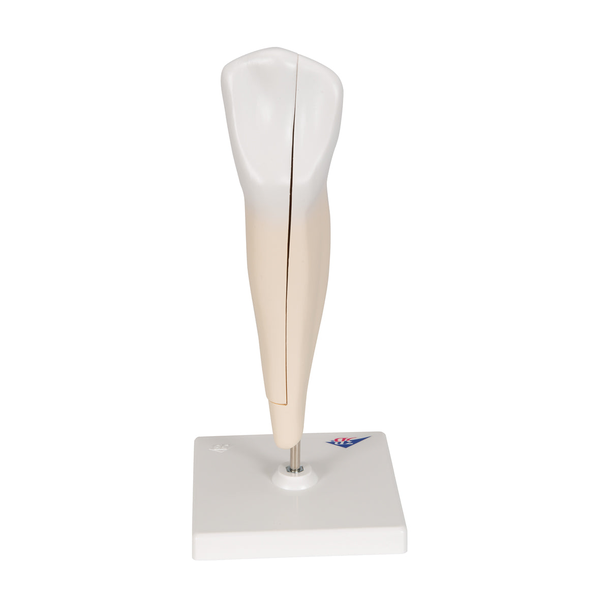 Lower Canine Human Tooth Model, 2 part