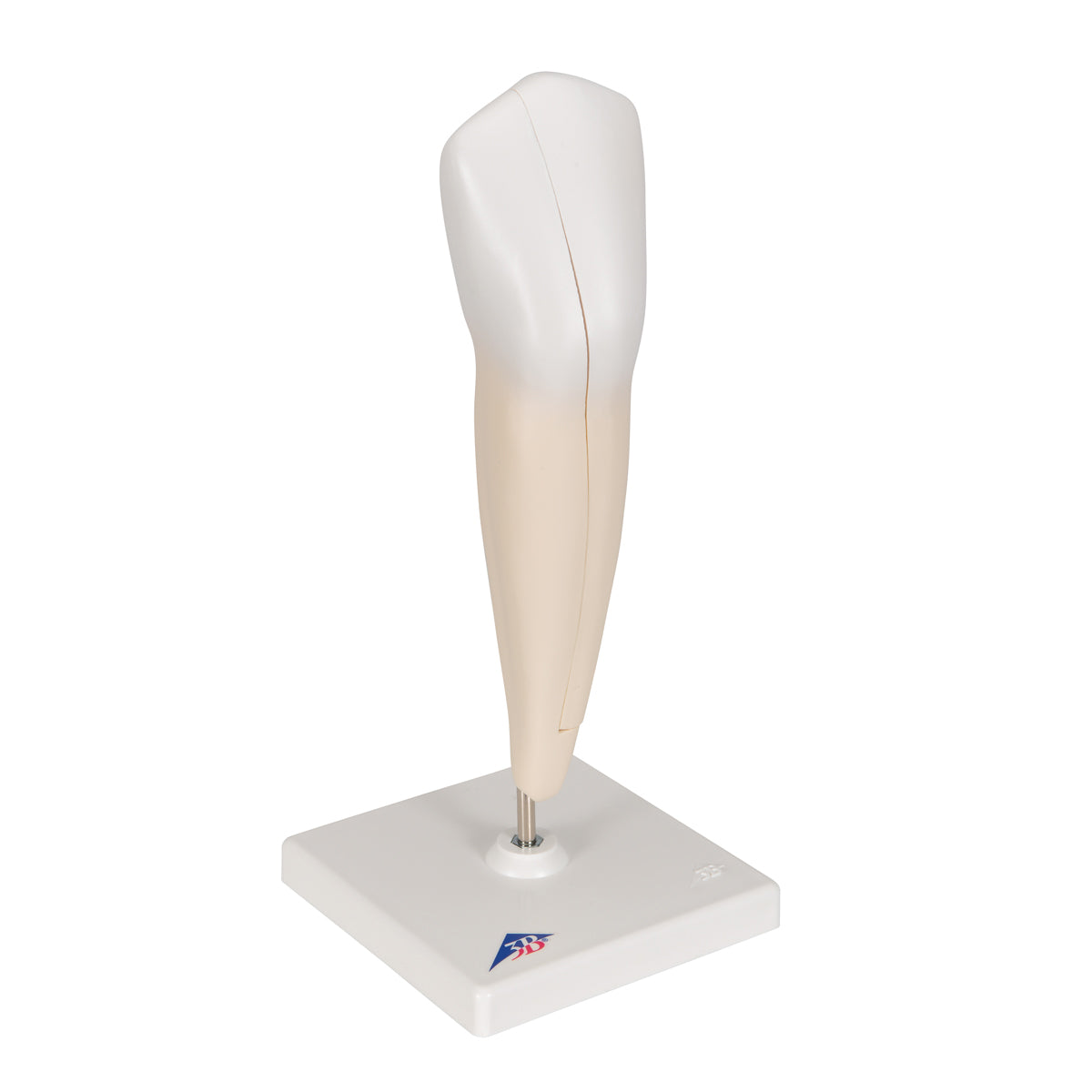 Lower Canine Human Tooth Model, 2 part