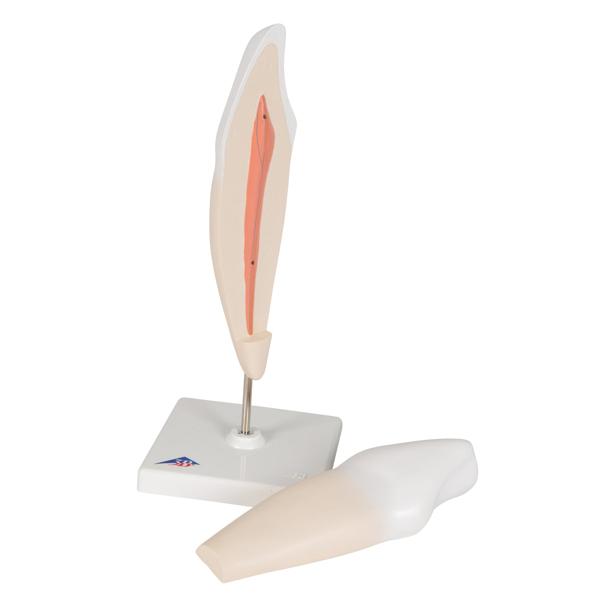 Lower Canine Human Tooth Model, 2 part
