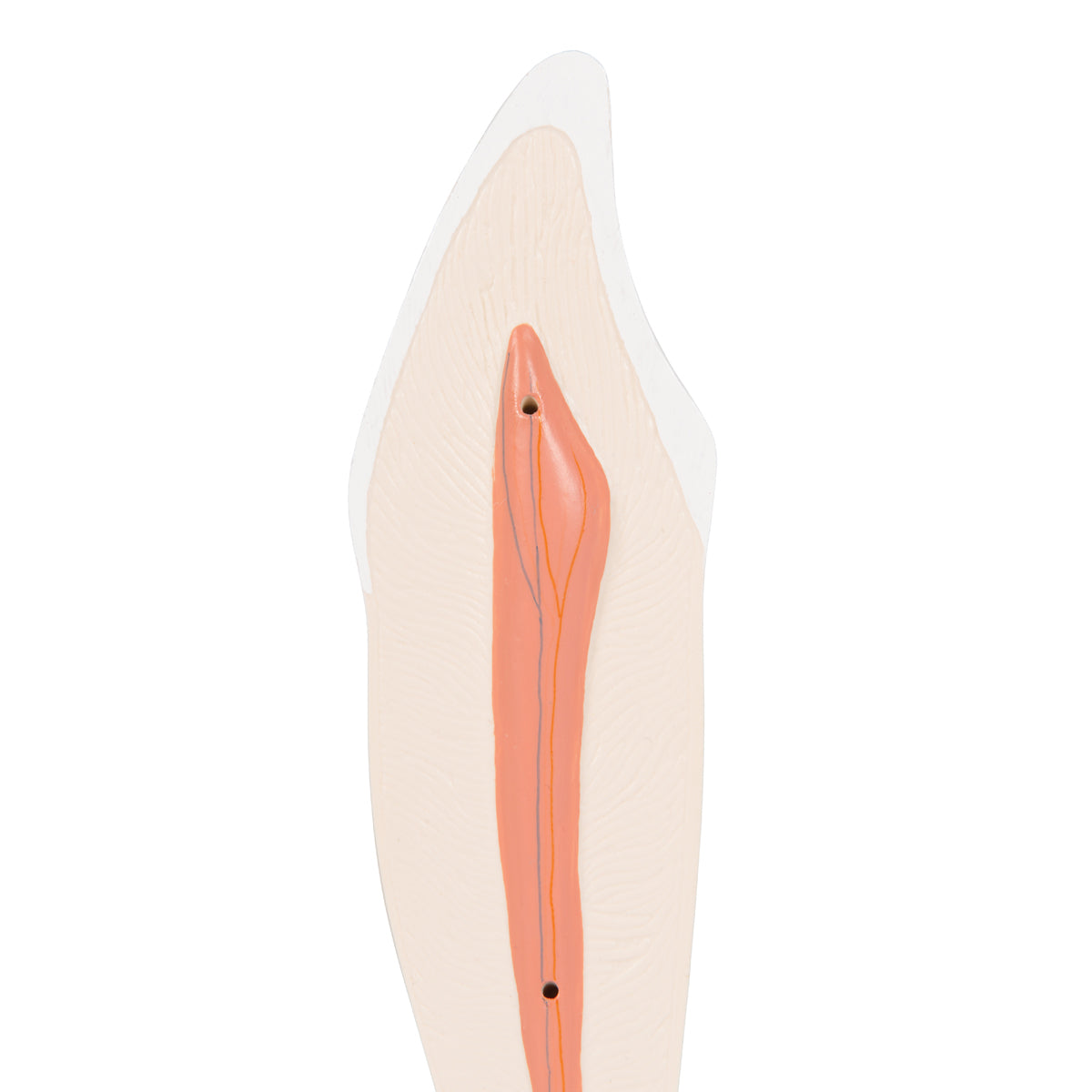 Lower Canine Human Tooth Model, 2 part