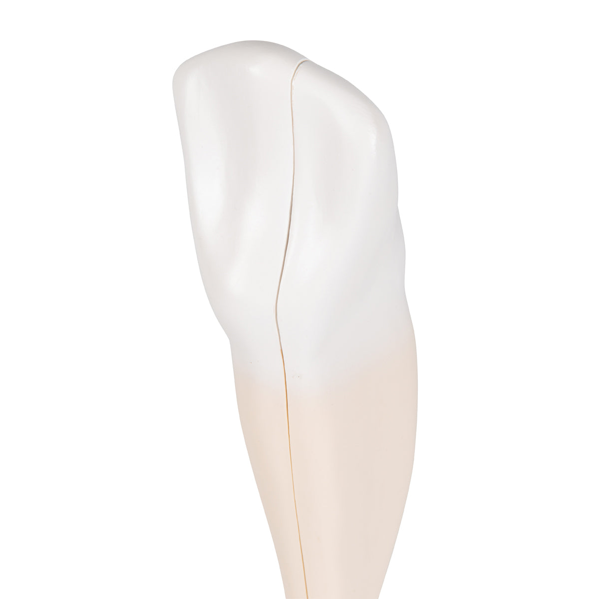 Lower Canine Human Tooth Model, 2 part
