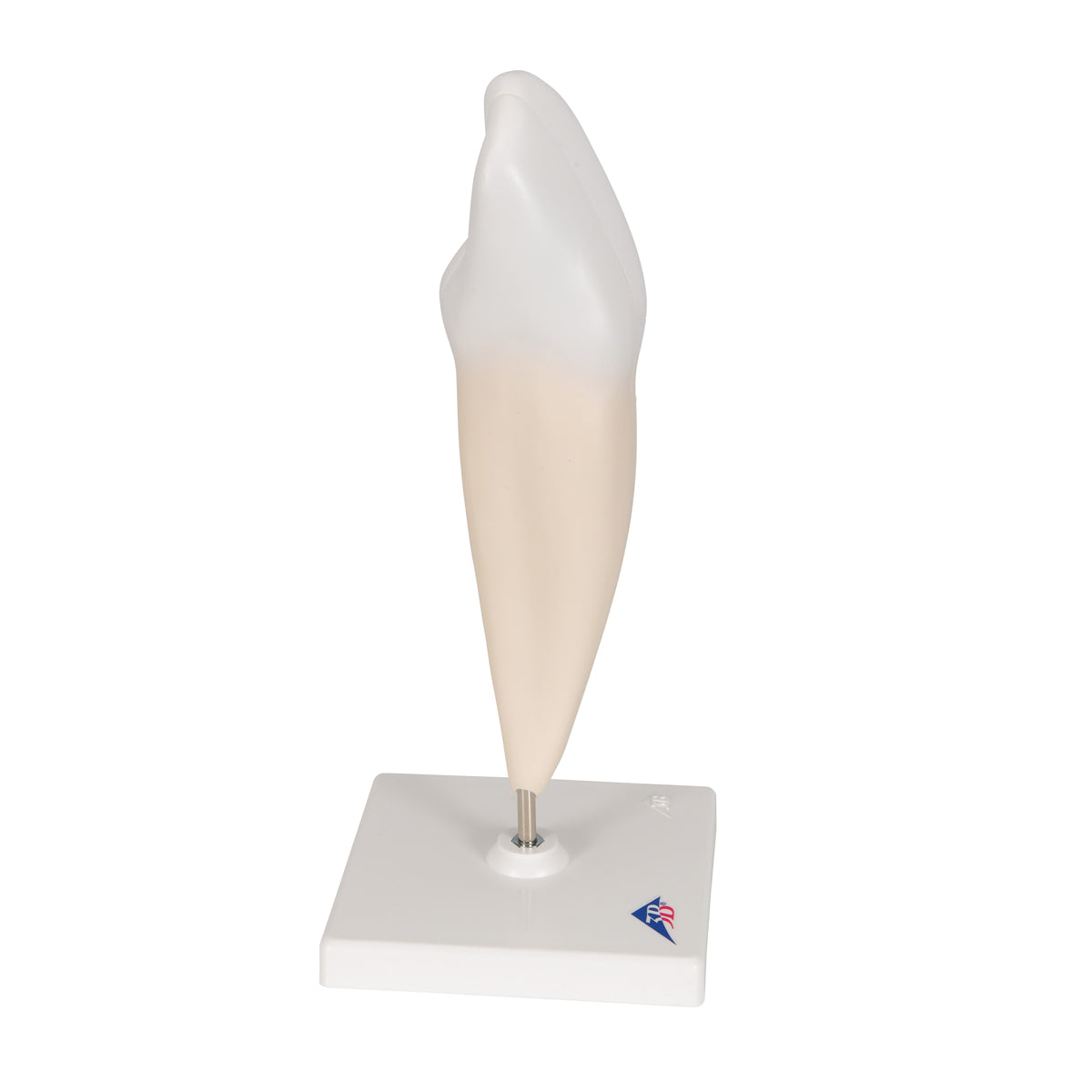 Lower Canine Human Tooth Model, 2 part