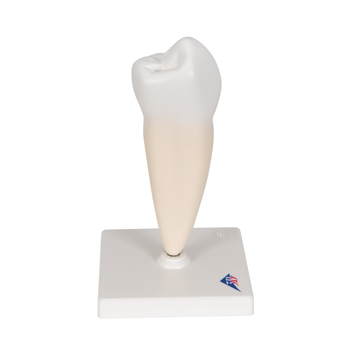 Lower Single-Root Pre-Molar Human Tooth Model
