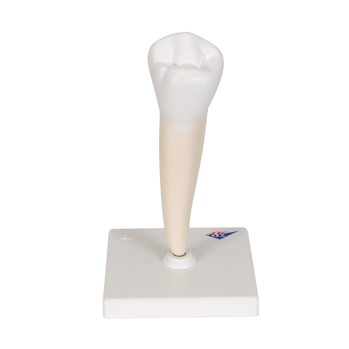 Lower Single-Root Pre-Molar Human Tooth Model