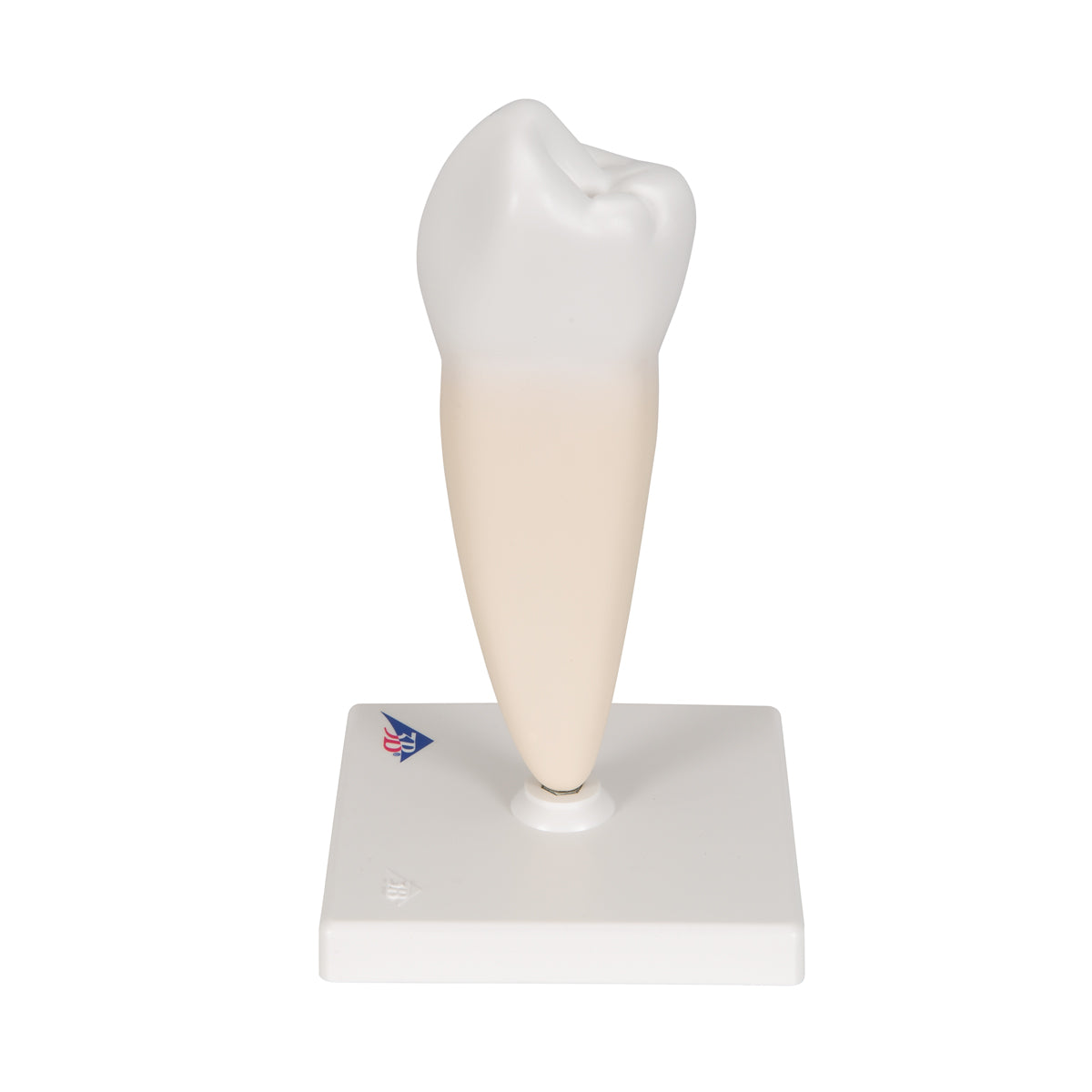 Lower Single-Root Pre-Molar Human Tooth Model
