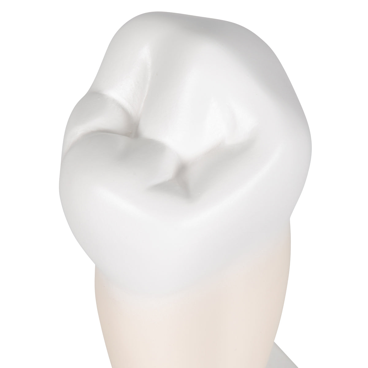 Lower Single-Root Pre-Molar Human Tooth Model
