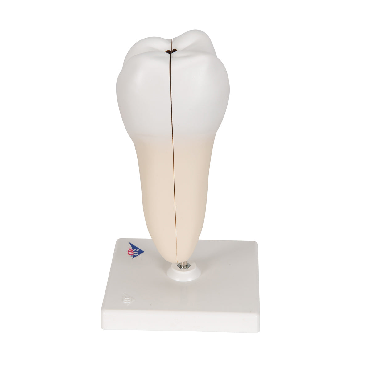 Lower Twin-Root Molar with Cavities Human Tooth Model, 2 part