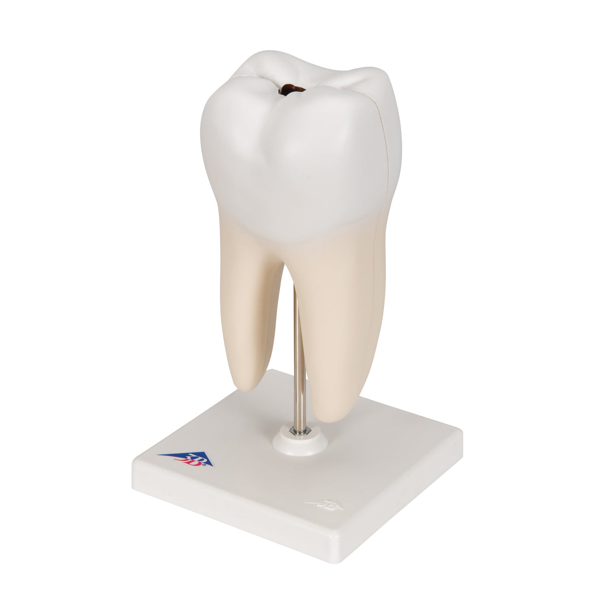 Lower Twin-Root Molar with Cavities Human Tooth Model, 2 part