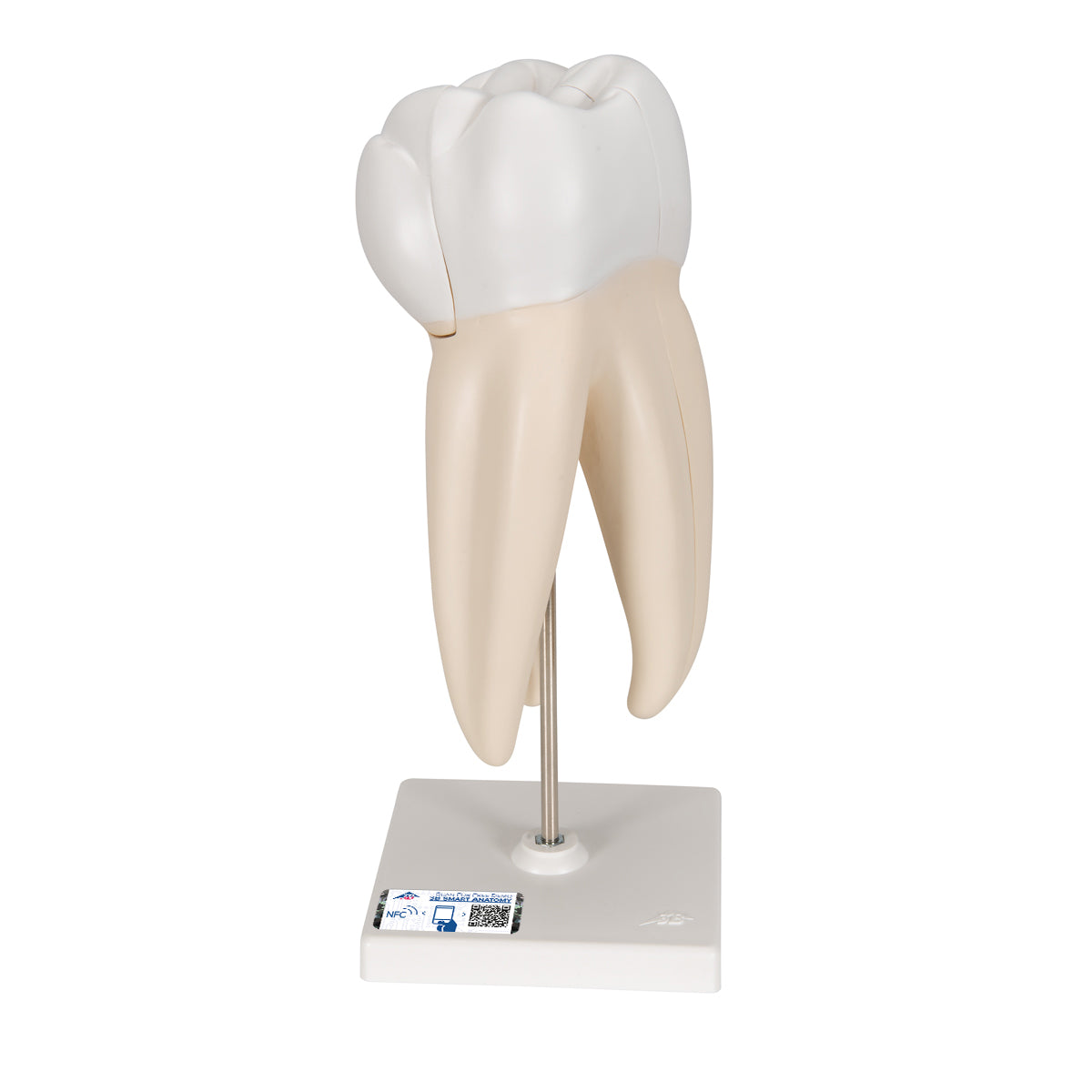 Upper Triple-Root Molar Human Tooth Model, 3 part