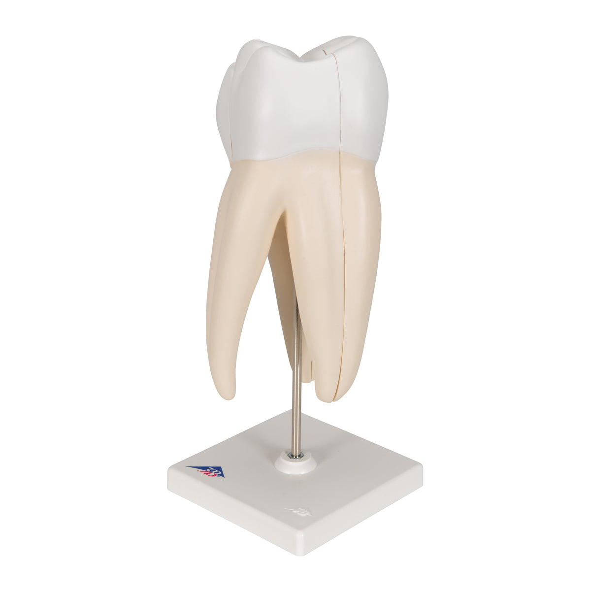 Upper Triple-Root Molar Human Tooth Model, 3 part