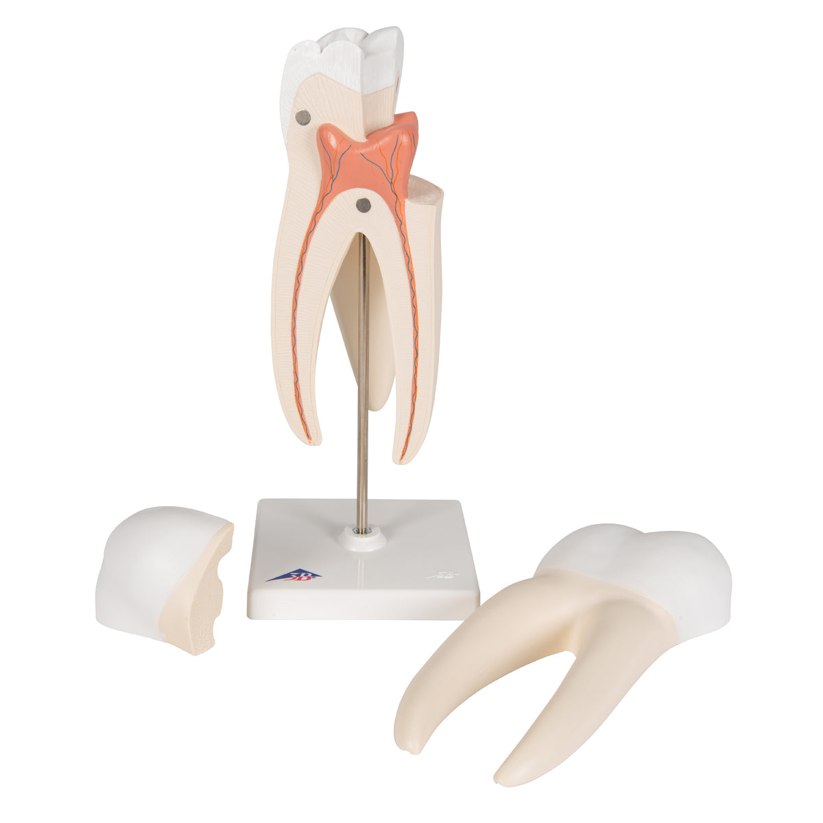 Upper Triple-Root Molar Human Tooth Model, 3 part
