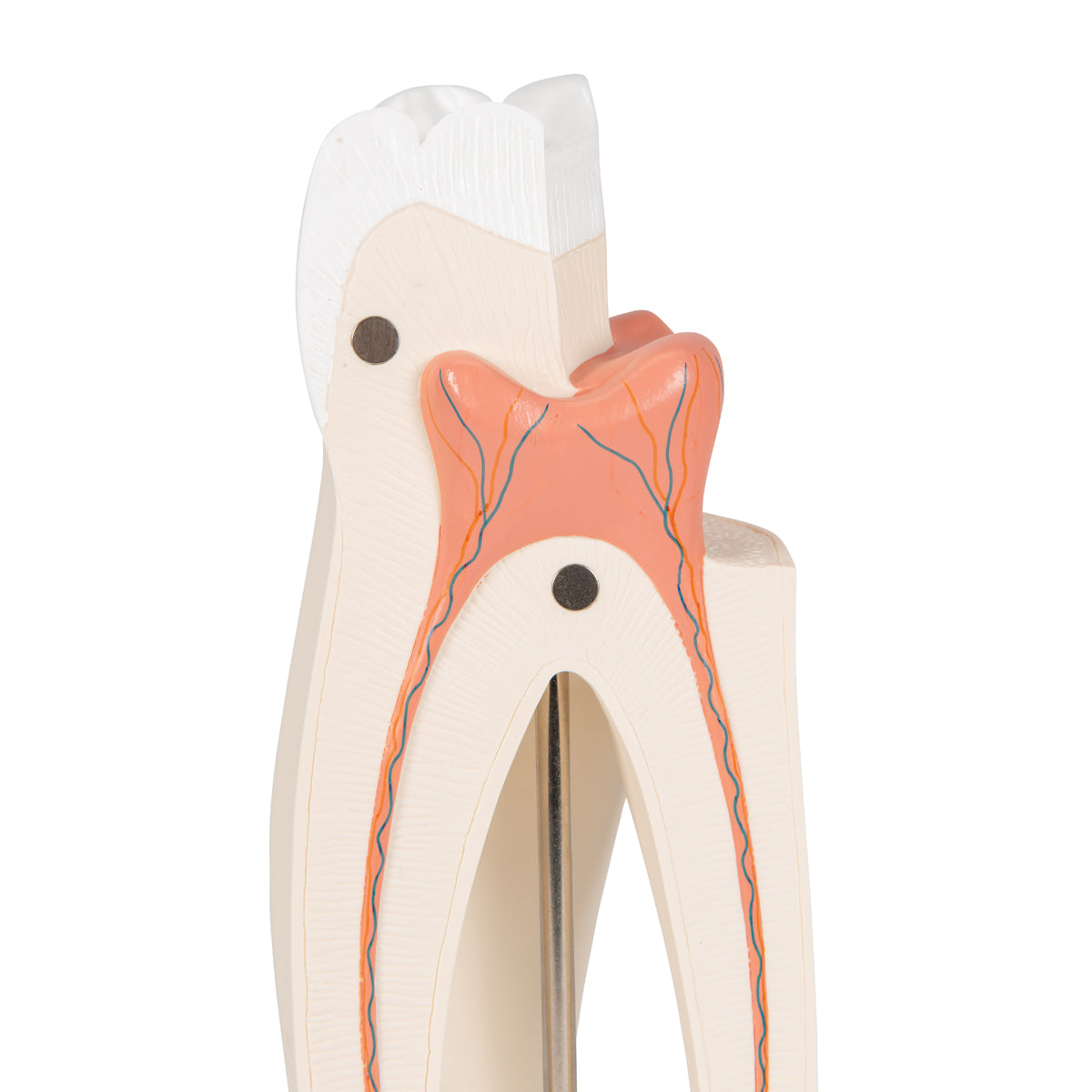 Upper Triple-Root Molar Human Tooth Model, 3 part