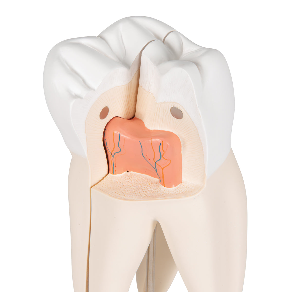 Upper Triple-Root Molar Human Tooth Model, 3 part