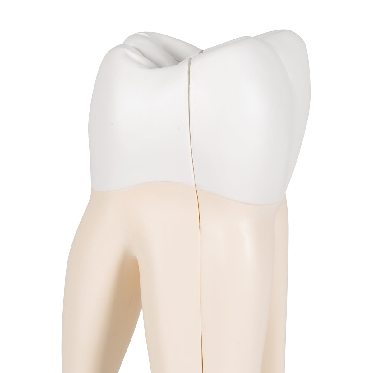 Upper Triple-Root Molar Human Tooth Model, 3 part