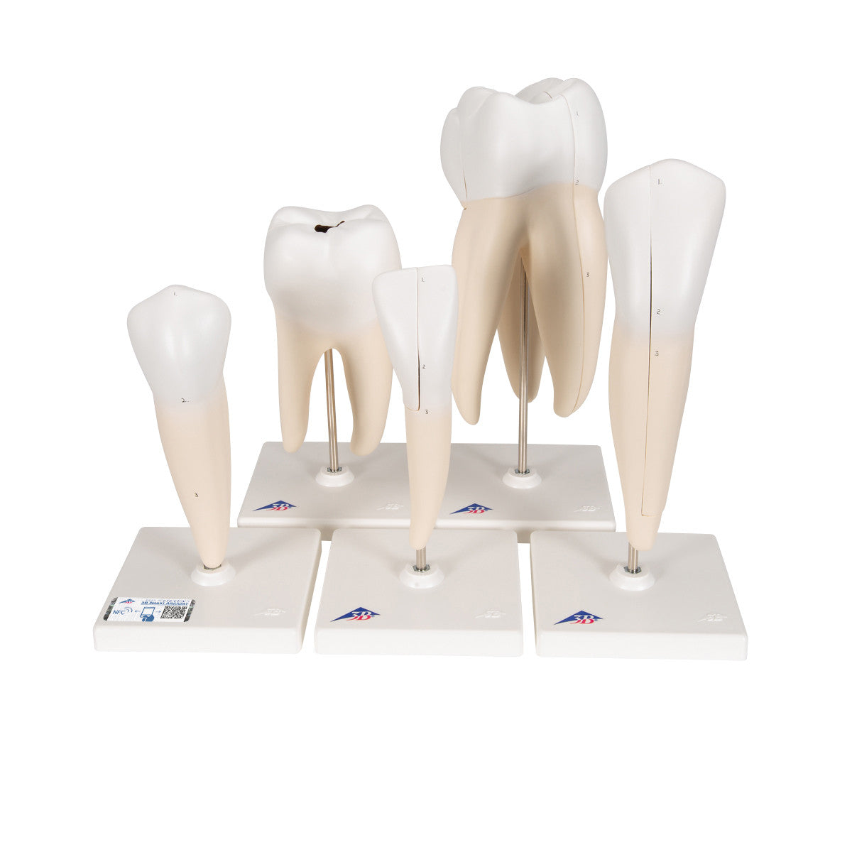 Human Tooth Models Set "Classic Series", 5 Models