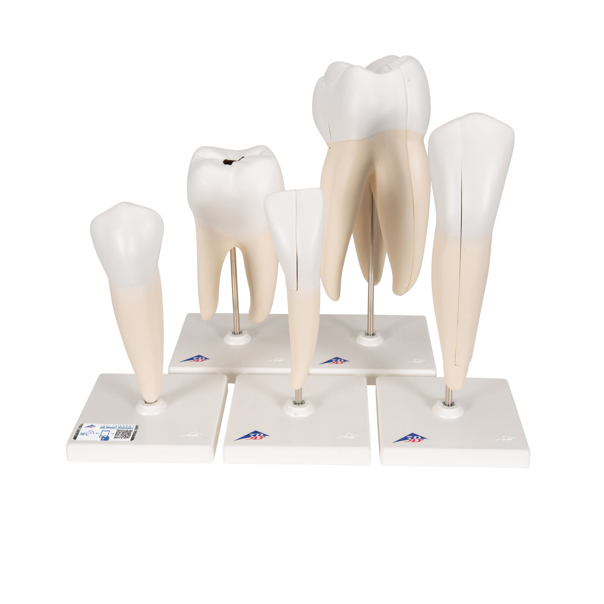 Human Tooth Models Set "Classic Series", 5 Models - 3B Scientific D10, view 8
