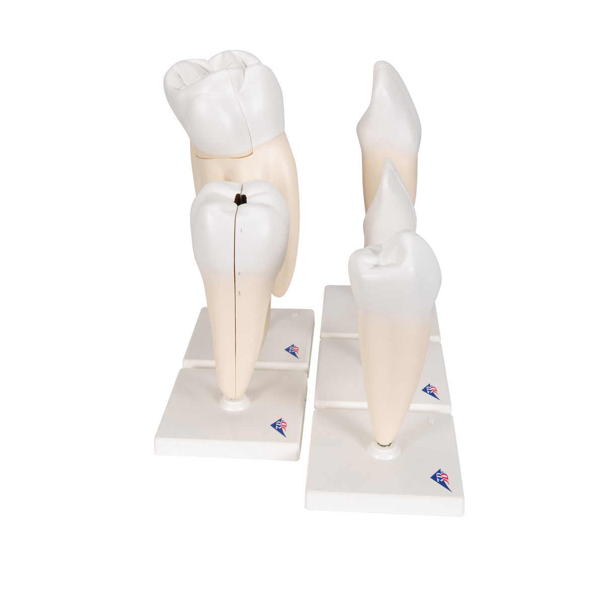 Human Tooth Models Set "Classic Series", 5 Models
