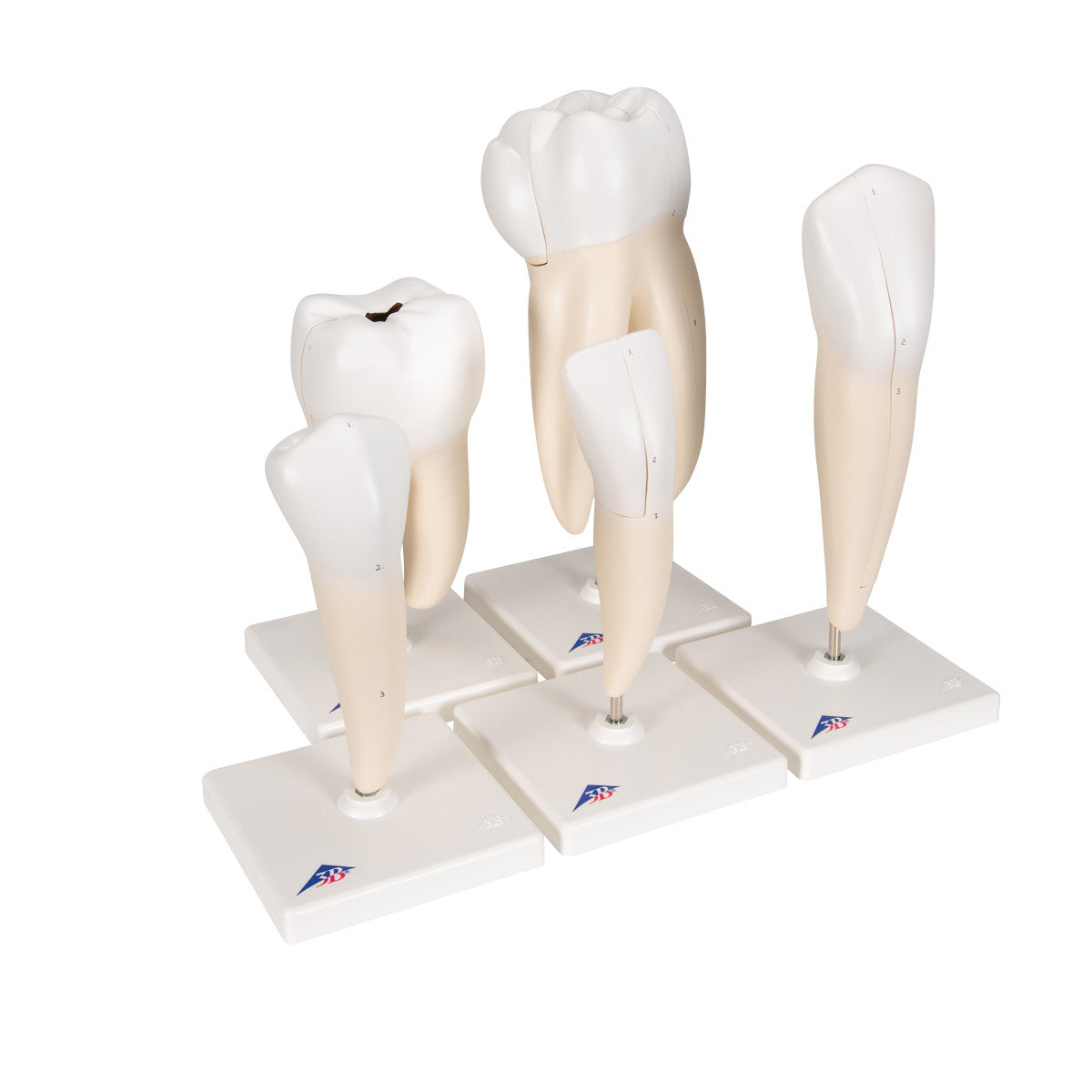 Human Tooth Models Set "Classic Series", 5 Models