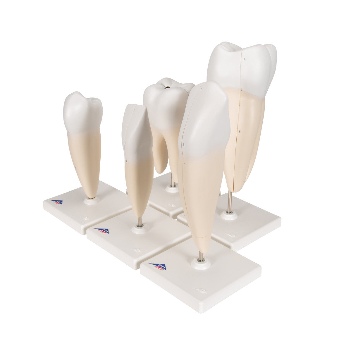 Human Tooth Models Set "Classic Series", 5 Models
