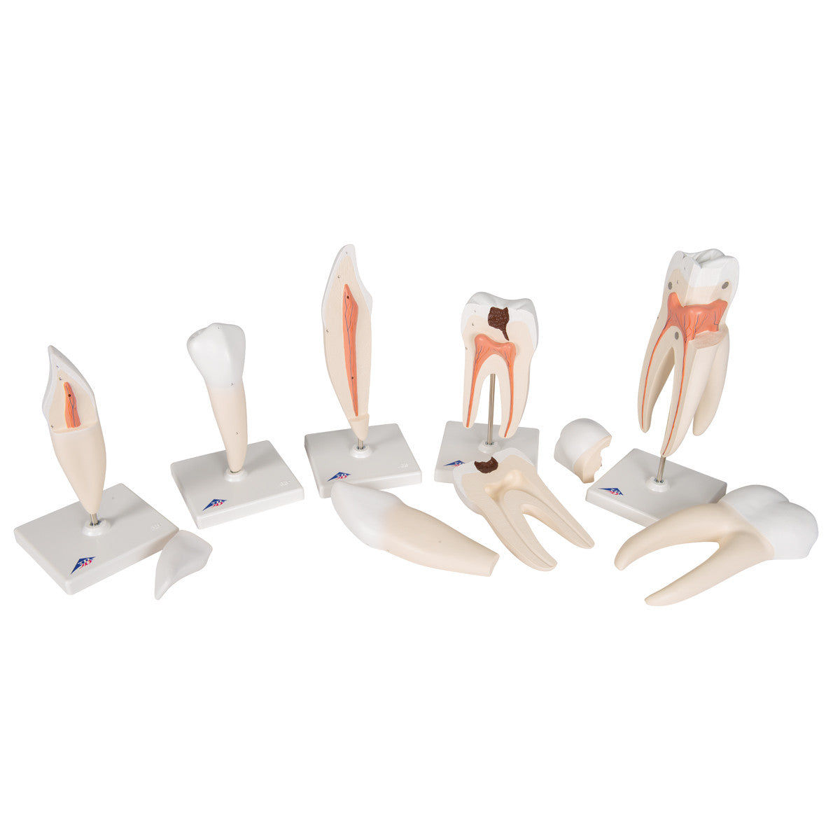 Human Tooth Models Set "Classic Series", 5 Models