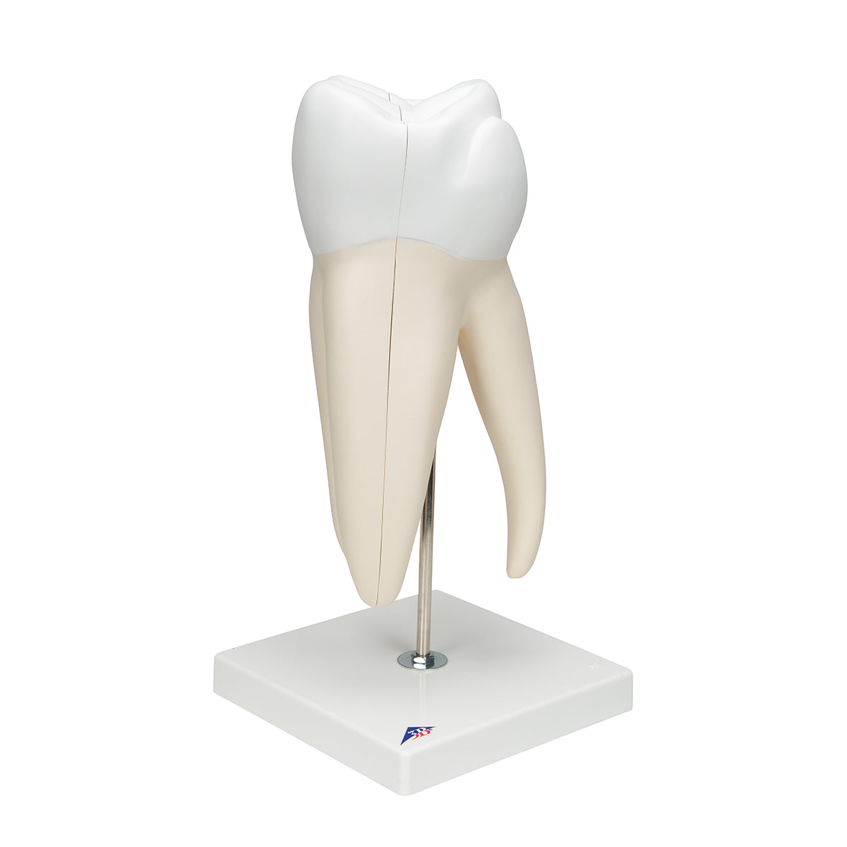Giant Molar with Dental Cavities Human Tooth Model, 15 times Life-Size, 6 part - 3B Scientific D15, view 2